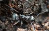 Formica selysi